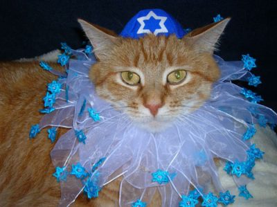 Jewish cat