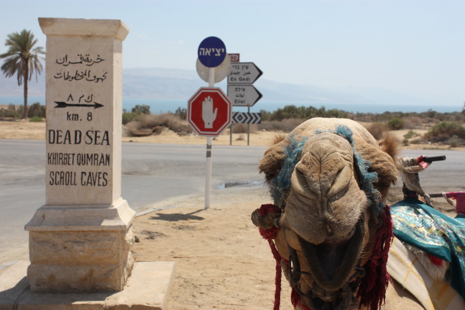091409_Israel_Dead_Sea_Happy_Camel (c) Deanna Ting