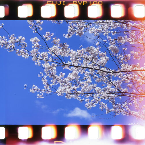 A film strip with the image of cherry blossoms against the sky.