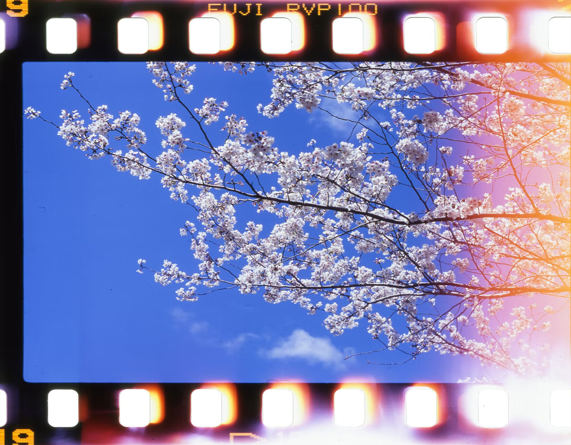 A film strip with the image of cherry blossoms against the sky.